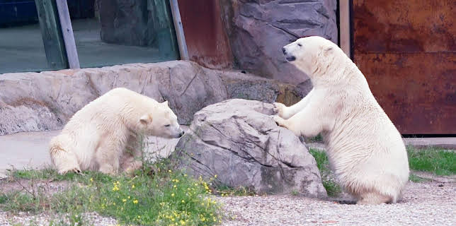 17:10: Seelöwe & Co. - tierisch beliebt (25) | Radio Bremen | 2/4 2026