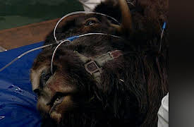 Campus Vets: Campus Vets - Season 1, Episode 1 - Casey's Crisis