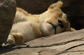 Africa Season 1: Savannah