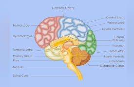 Your Best Brain: Damaged Brain, Damaged Function