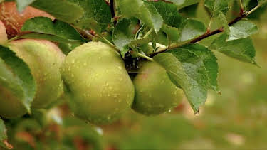 6:50 AM: The A to Z of TV Gardening | BBC Two | 3/29 2026