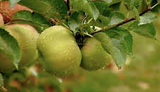 The A to Z of TV Gardening