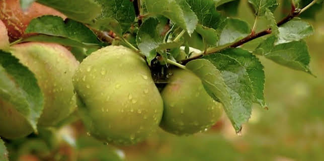 12:35 PM: The A to Z of TV Gardening | BBC One Wales | 11/30 2025