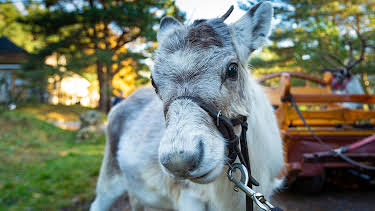 11:10 AM: A Baby Reindeer's First Christmas | Channel 4 | 12/23 2025