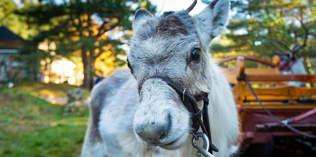 5:00 AM: A Baby Reindeer's First Christmas | Channel 4 | 12/19 2025