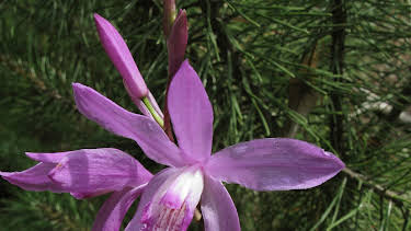 15:30: Schnittgut. Alles aus dem Garten | BR Fernsehen | 4/10 2026