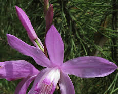 Schnittgut. Alles aus dem Garten