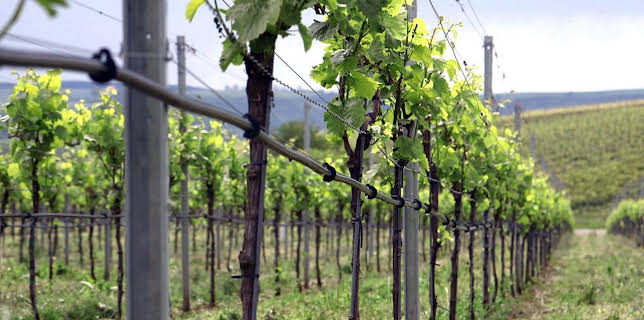 17:20: Die wunderbare Welt der Weine (8/10) | Arte | 1/14 2026