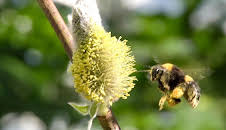 Hummeln - Bienen im Pelz