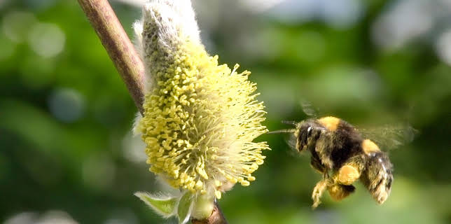 16:35: Hummeln - Bienen im Pelz | 3SAT | 12/12 2025