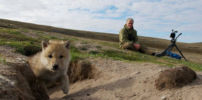 Snow Wolf Family and Me