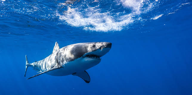 23:00: Shallow Water Invasion | Animal Planet | 1/4 2026