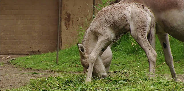 11:40: Leopard, Seebär & Co. (57) | Radio Bremen | 1/28 2026