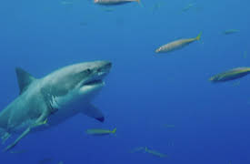 History's Most Shocking Season 1: Pythons in the Ceiling, Train Tunnel Escape, Suspicious Plane Crash, & Russian Concord Crash