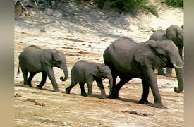 The Elephants' Empire: Matriarch's World