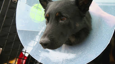 6:00 PM: The Supervet: Noel Fitzpatrick (S7 E9) (S7) | W | 12/27 2025