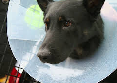 The Supervet: Noel Fitzpatrick