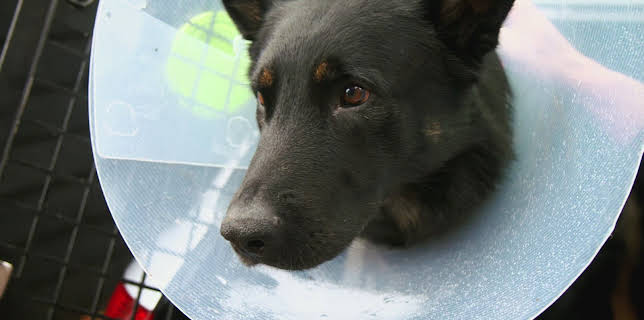 5:00 PM: The Supervet: Noel Fitzpatrick (S7 E9) (S7) | W | 2/22 2026