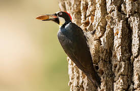 Wild West: The High Country