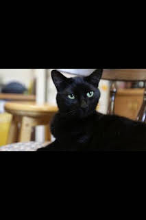 11:20: El increíble doctor Pol: Un error de juicio | Nat Geo Wild | 3/29 2026