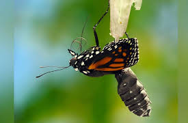 Wild Wild East: Pollinators
