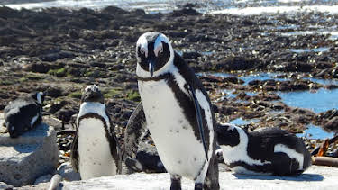 02:30: Meet The Penguins (S1 E4) (S1) | Animal Planet | 12/28 2025