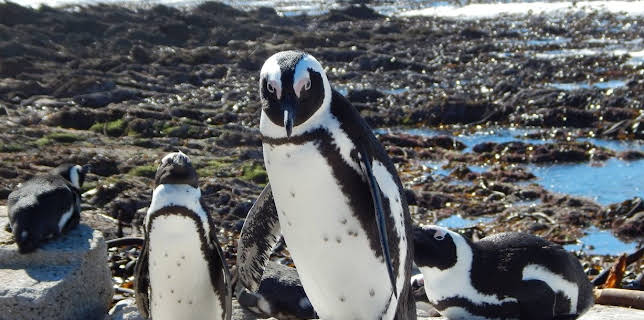 01:30: Meet The Penguins (S1 E4) (S1) | Animal Planet | 12/28 2025