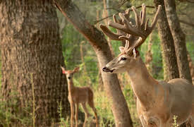 Lone Star Law Season 1: Order on the Border