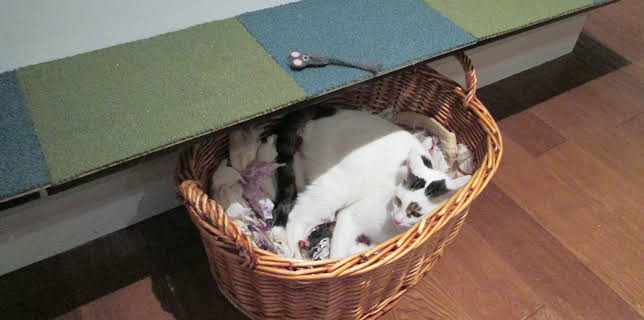 16:00: My Cat From Hell (S6 E2) (S6) | Animal Planet | 2/10 2026