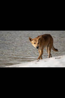 14:30: Superviviente por naturaleza: Náufragos en una isla | Nat Geo Wild | 7/14 2026