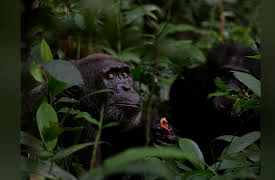 Rise of the Warrior Apes Season 1: Rise of the Warrior Apes