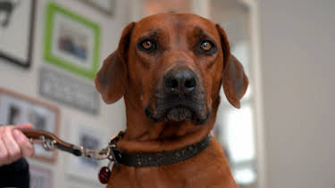 10:25: Die Tierärzte - Retter mit Herz (54) | WDR Fernsehen | 3/26 2026