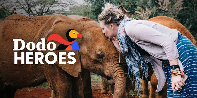 Dodo Heroes: Courage Up Close