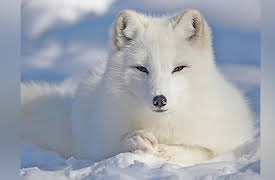 The Great Tours: Iceland: Iceland’s Marine and Land Mammals