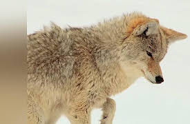 Wild Photo Adventures: Yellowstone Part 2