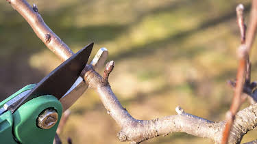 04:00: Schnittgut. Alles aus dem Garten | BR Fernsehen | 4/1 2026