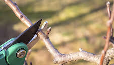 Schnittgut. Alles aus dem Garten