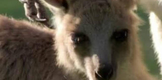 11:18: The Irwins: La cría de canguro de Robert | Discovery Max | 3/22 2026