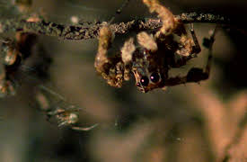 Wild Ones: Strongest