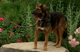 Dog Tales Rescue: Second Chances