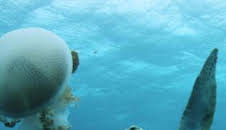 La Gran Barrera de Coral: tesoro vivo: El arrecife de vida