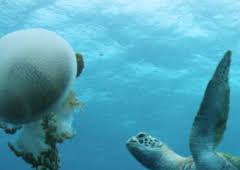 La Gran Barrera de Coral: tesoro vivo: La costa de coral