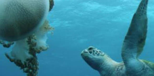 22:46: La Gran Barrera de Coral: tesoro vivo: El arrecife de vida | Canal 33 | 3/27 2026
