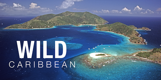 Wild Caribbean