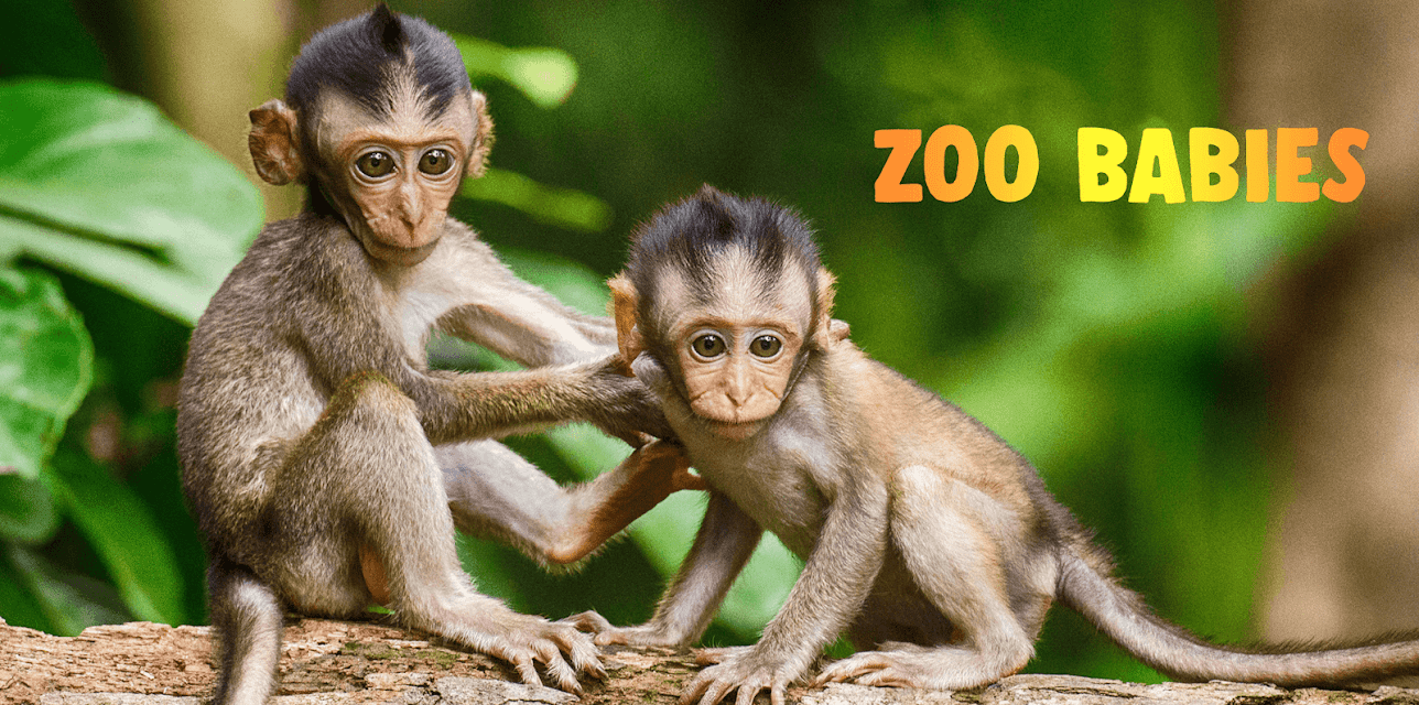 Zoo Babies