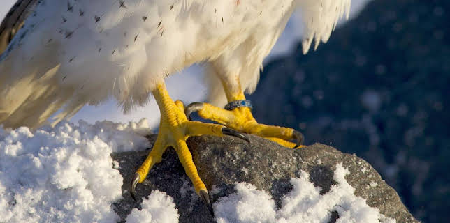 17:50: Legenden der Lüfte | Arte | 1/14 2026