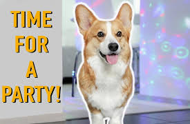 Topi the Corgi: House Party
