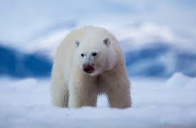 Wild Canada: Ice Edge