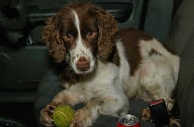 Dog Detectives: Unbreakable Bond