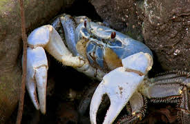 Wildest Places: Wild Coasts